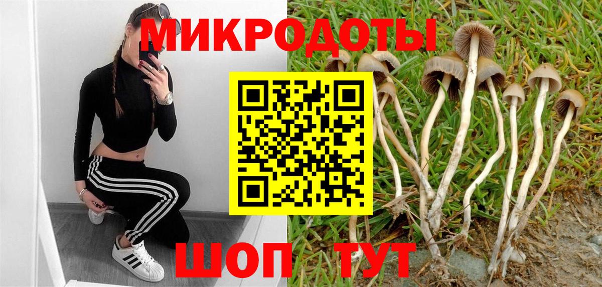 Галлюциногенные грибы Psilocybine cubensis Бутурлиновка